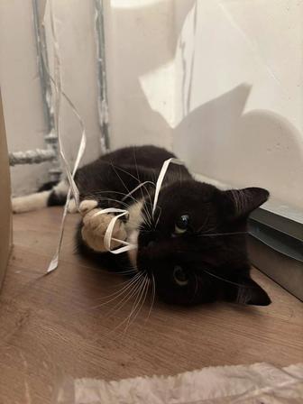 Годовалая кошка, в добрые руки