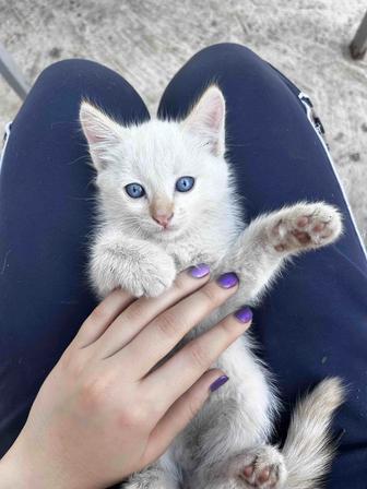 Котята 2 месяца