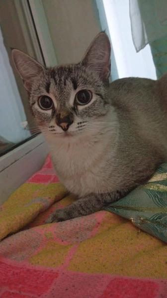 Кошечка ищет дом
