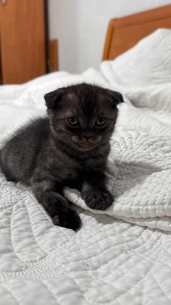 Продам шотландского вислоухого котенка