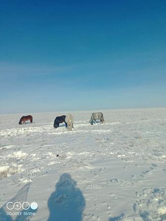 Лошади