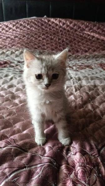 Продаю котят