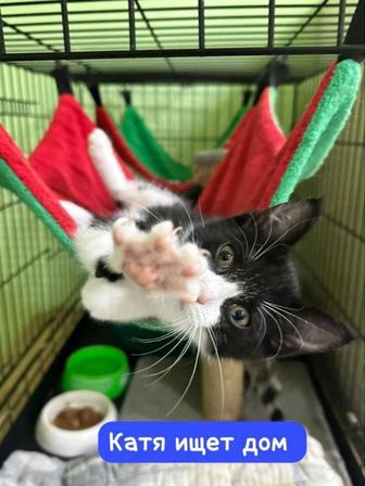 Котенок