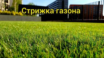 Покос газона. Стрижка газона.