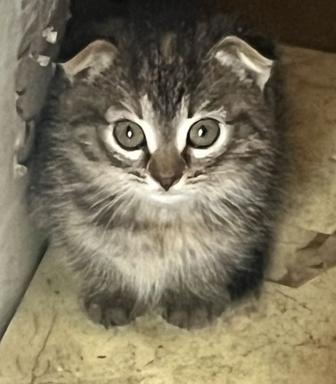 Отдам котенка