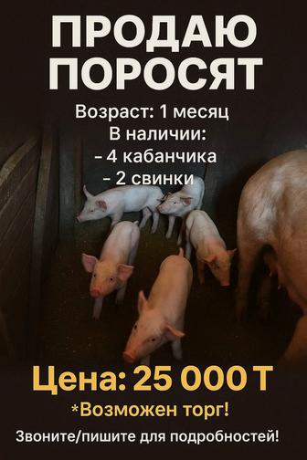 Скот поросята