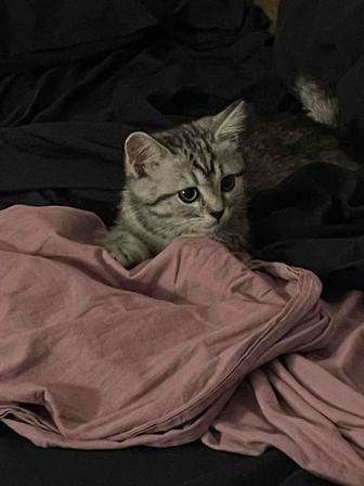 Котенок скоттиш страйт