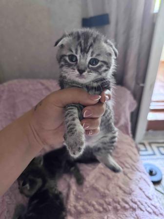 Продам котят 1 мес