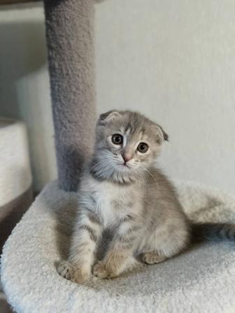 Кошки
