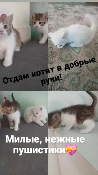 Котята