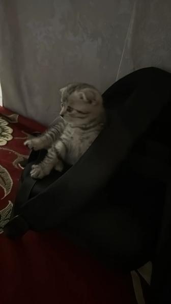 Домашнее животное