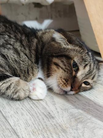 Кот Сан Саныч .Кастрат