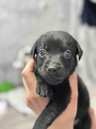 Продам собаку