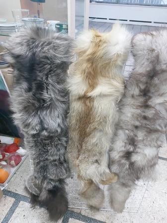 Выделанные шкуры лисы