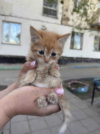 Отдадим котят бесплатно!