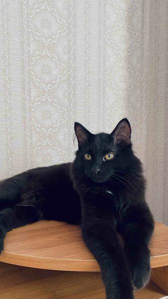 Отдам кота в хорошие руки