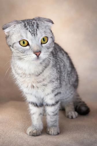 Котик в добрые руки