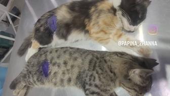 Котята в хорошие руки