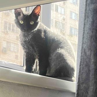 Отдам кошку