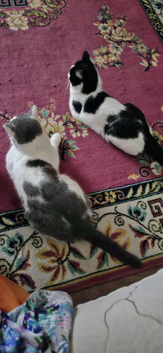 Отдам в добрые руки Два котика 3 и 2 года