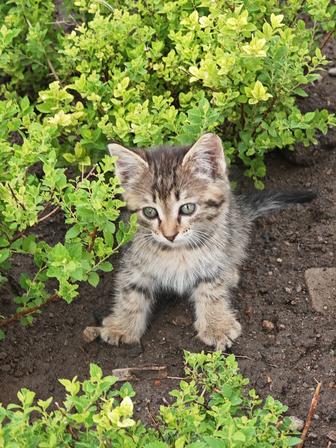 Котенок в добрые руки