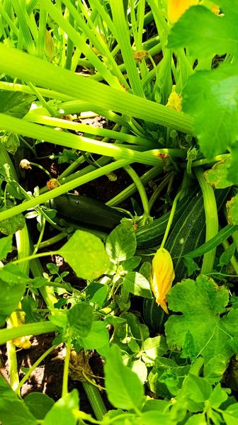 Продам кабачки