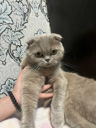 Отдам кота в добрые заботливые руки