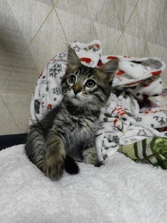 Котятки за шоколадку