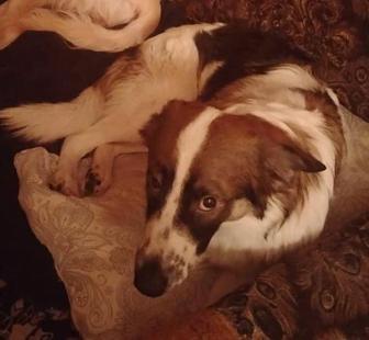 Пропал щенок