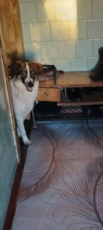 Пропал щенок