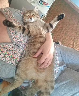 Ласковый обаятельный обнимателный кот Амур в добрые руки