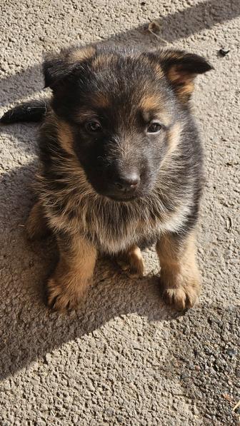 Щенки немецкой овчарки готовы к продаже.