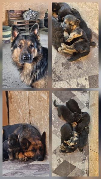 Щенки немецкой овчарки готовы к брони.