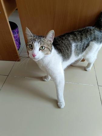 Отдам молодого ласкового кота в добрые руки