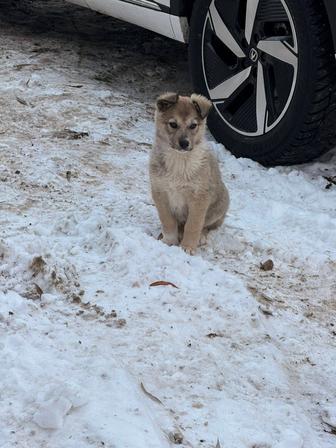 Щенки 4 месяца