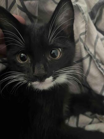Котенок в хорошие руки