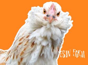 Инкубационные яйца породные куры из России под заказ, надежно