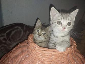 Котята бесплатно от британской кошки
