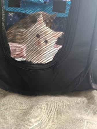 Продам котика породы Мейн Кун полидакт