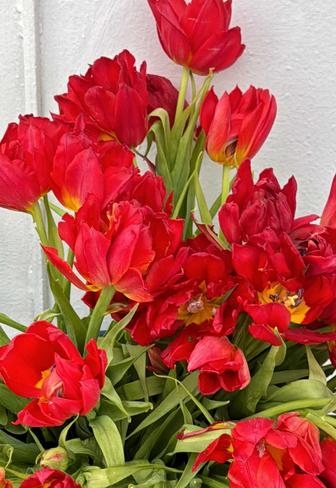 АРЗАН Тюльпаны