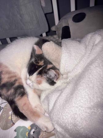 Отдам котенка