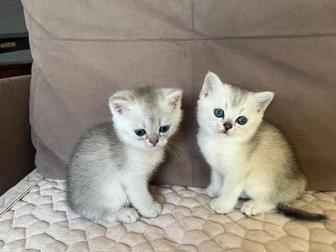 Котенок Скоттиш-Страйт