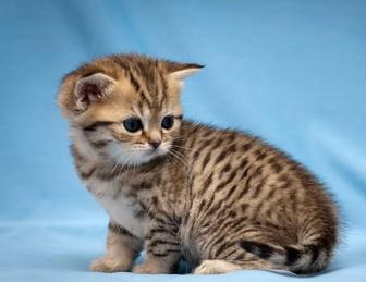 Британская короткошерстная