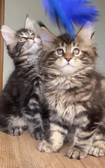 Котята мейнкун из питомника
