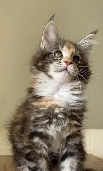 Котята мейнкун из питомника