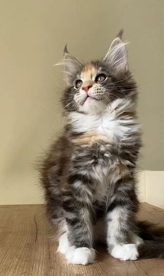 Котята мейнкун из питомника