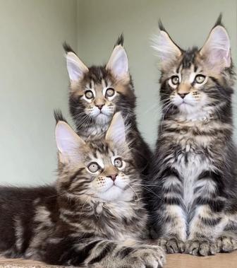 Котята мейнкун из питомника