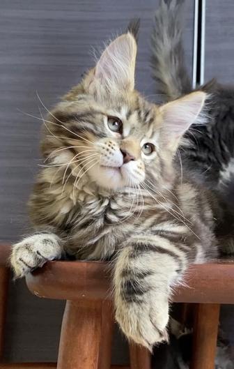 Котята мейнкун из питомника