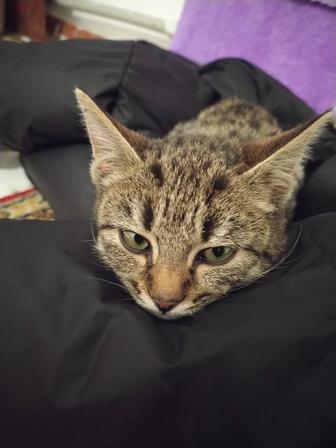 Котенок в добрые руки