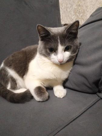 Отдам бесплатно кота 8 месяцев